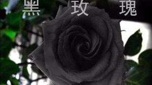 黑玫瑰在线观看,暗夜绽放的秘密
